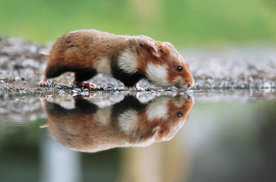 Wildlife Photographer Spends 10 Years To Photograph Wild Hamsters - See His Best 30 Pictures