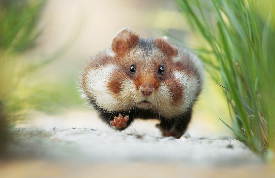 Wildlife Photographer Spends 10 Years To Photograph Wild Hamsters - See His Best 30 Pictures