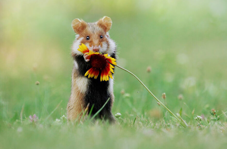 Wildlife Photographer Spends 10 Years To Photograph Wild Hamsters - See His Best 30 Pictures