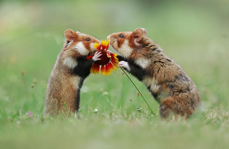 Wildlife Photographer Spends 10 Years To Photograph Wild Hamsters - See His Best 30 Pictures