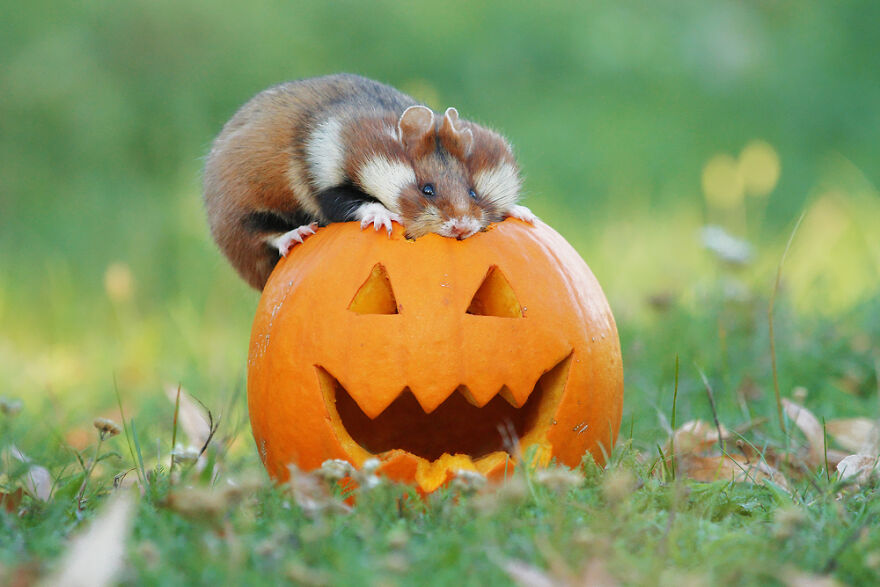 Wildlife Photographer Spends 10 Years To Photograph Wild Hamsters - See His Best 30 Pictures