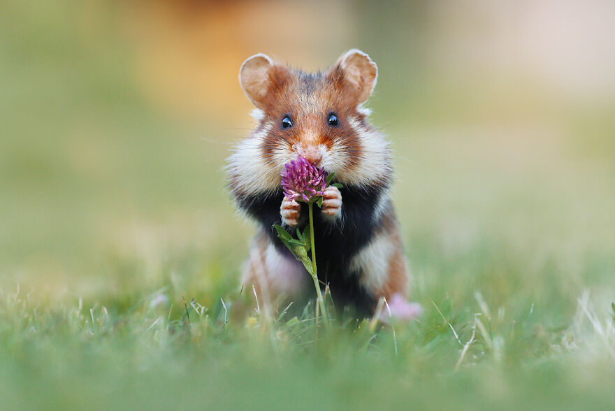 Wildlife Photographer Spends 10 Years To Photograph Wild Hamsters - See His Best 30 Pictures