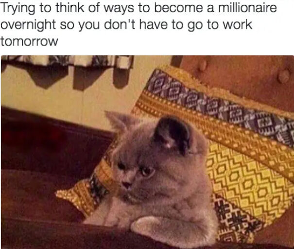 Here Are Some Relatable Cat Memes