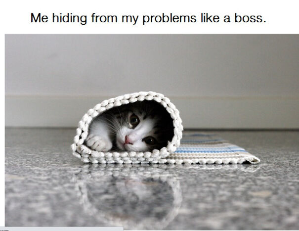 Here Are Some Relatable Cat Memes