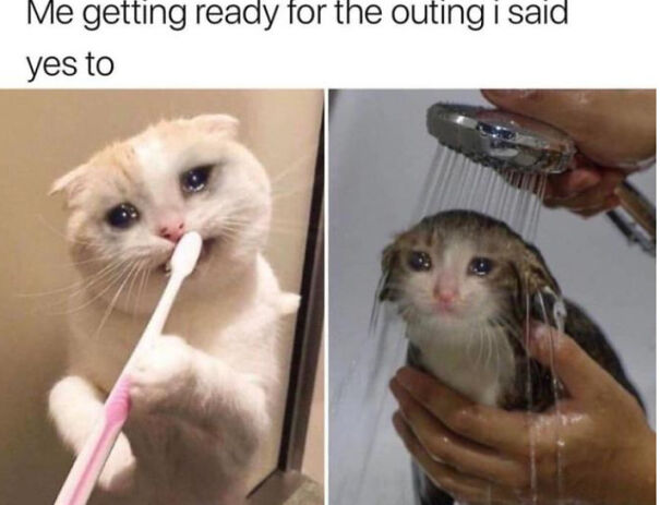 Here Are Some Relatable Cat Memes