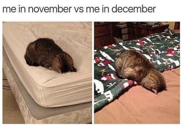 Here Are Some Relatable Cat Memes