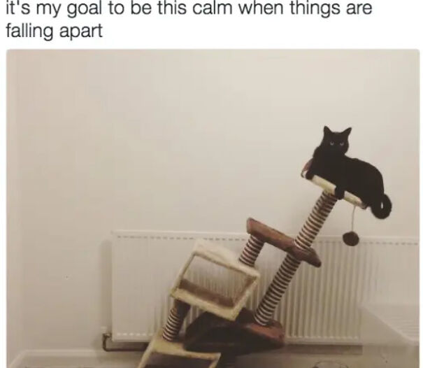 Here Are Some Relatable Cat Memes