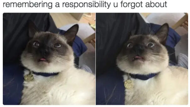 Here Are Some Relatable Cat Memes