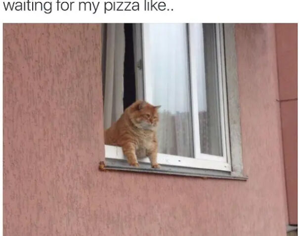 Here Are Some Relatable Cat Memes