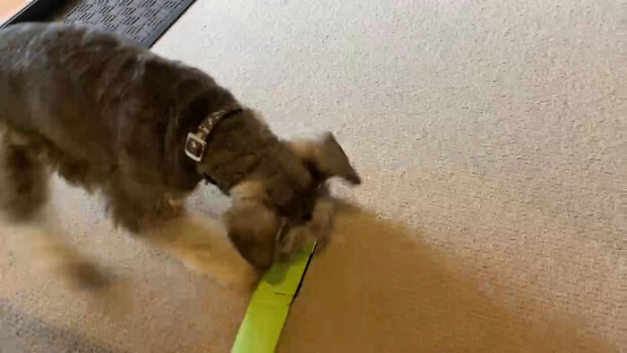 Psalty Kills My Phone