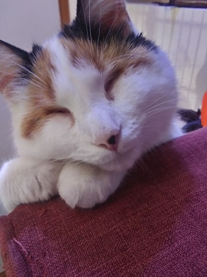 Iris, The Cat Born Without Eyes