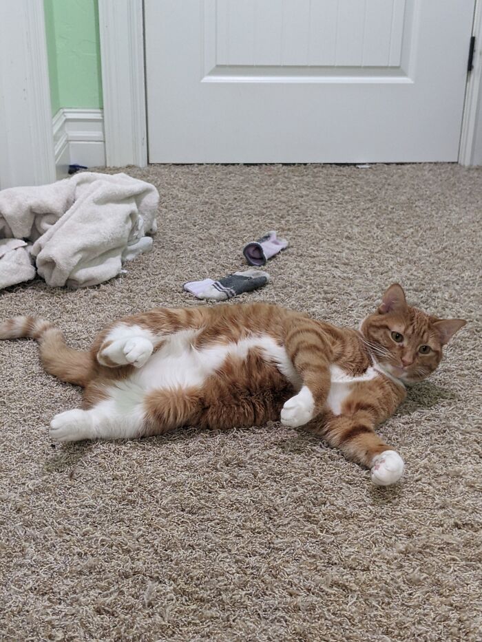 This Is My Derpy Cat, Suki Stormageddon