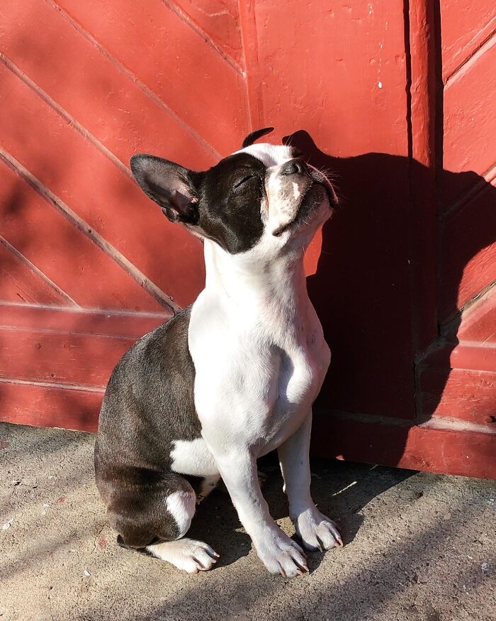 Poppy Enjoying The Sun