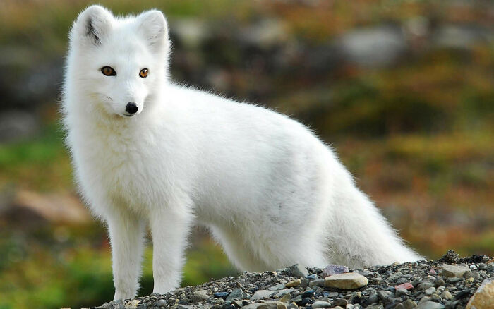 Arctic Fox