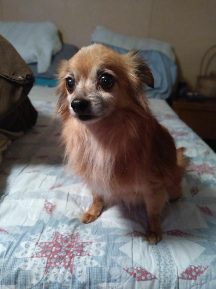 9-Year-Old Renamed Pugslee, Close To His Original Name