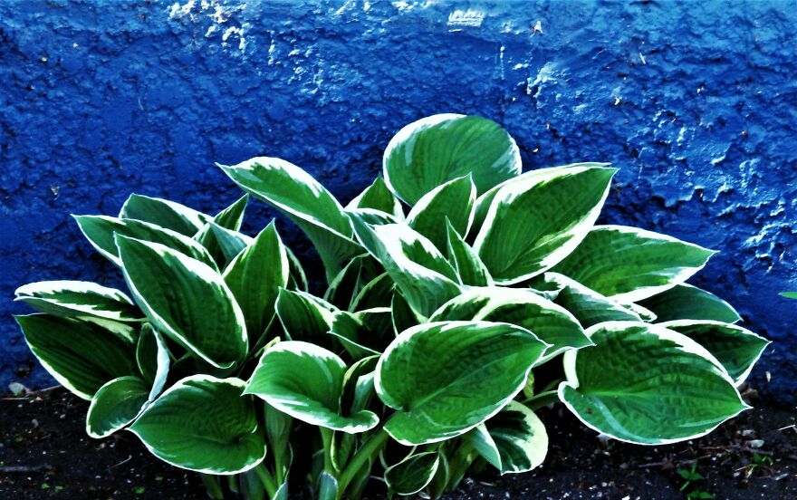 I Take Photos Of Flowers And Plants Around My City Every Summer