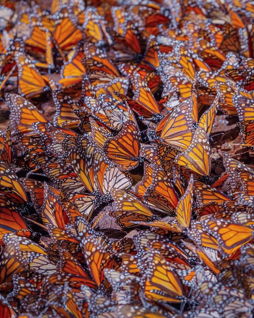 I Spent Several Days Among Hundreds Of Thousands Of Butterflies In Mexico