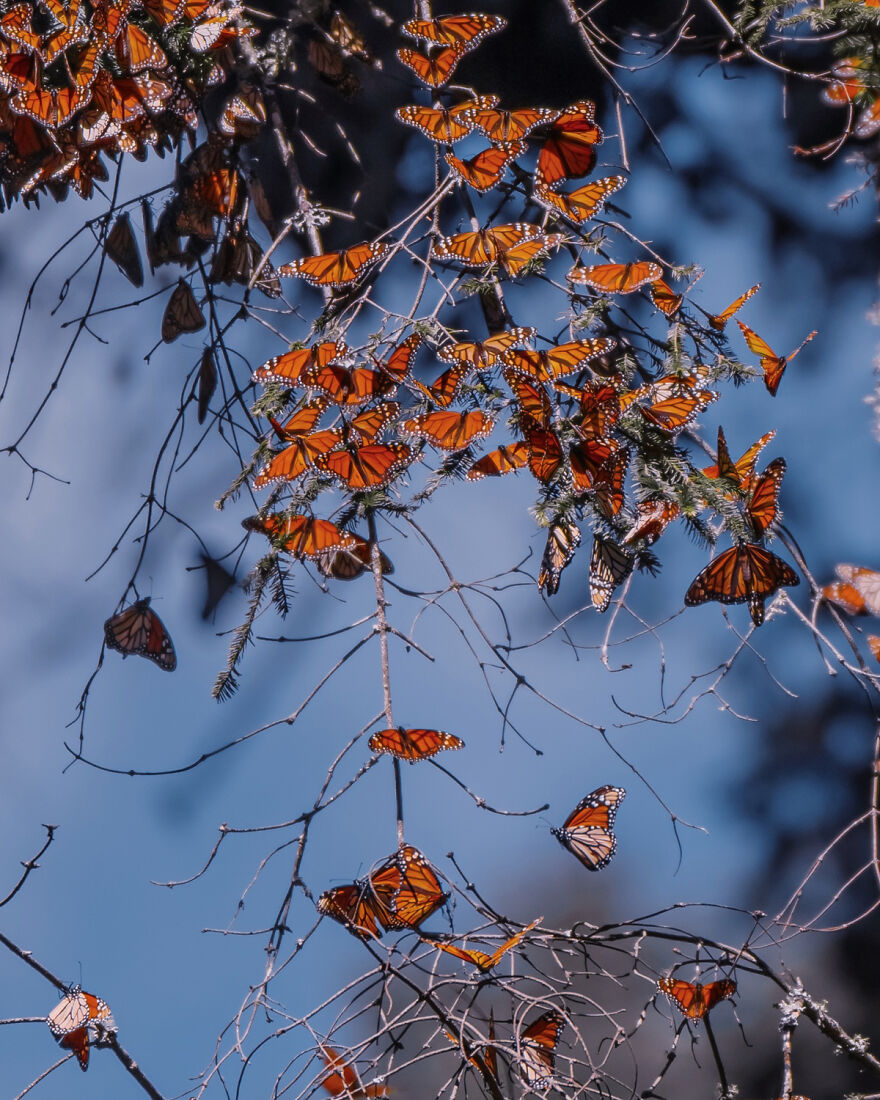 I Spent Several Days Among Hundreds Of Thousands Of Butterflies In Mexico