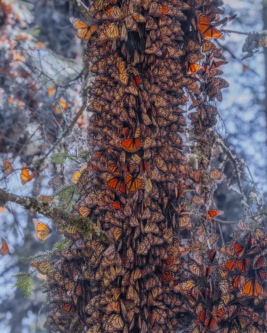 I Spent Several Days Among Hundreds Of Thousands Of Butterflies In Mexico