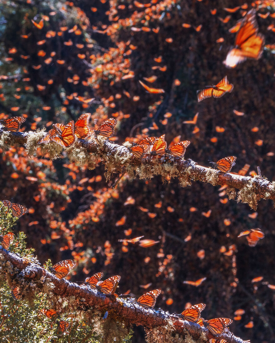 I Spent Several Days Among Hundreds Of Thousands Of Butterflies In Mexico