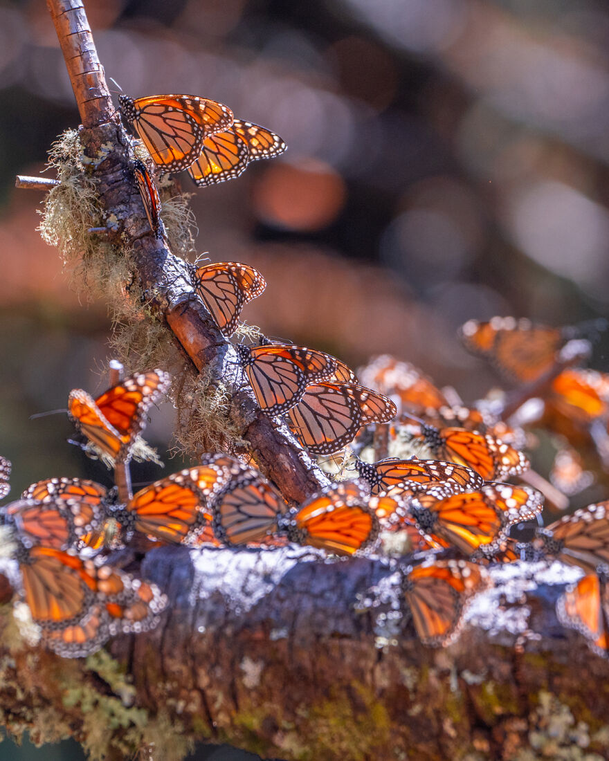I Spent Several Days Among Hundreds Of Thousands Of Butterflies In Mexico