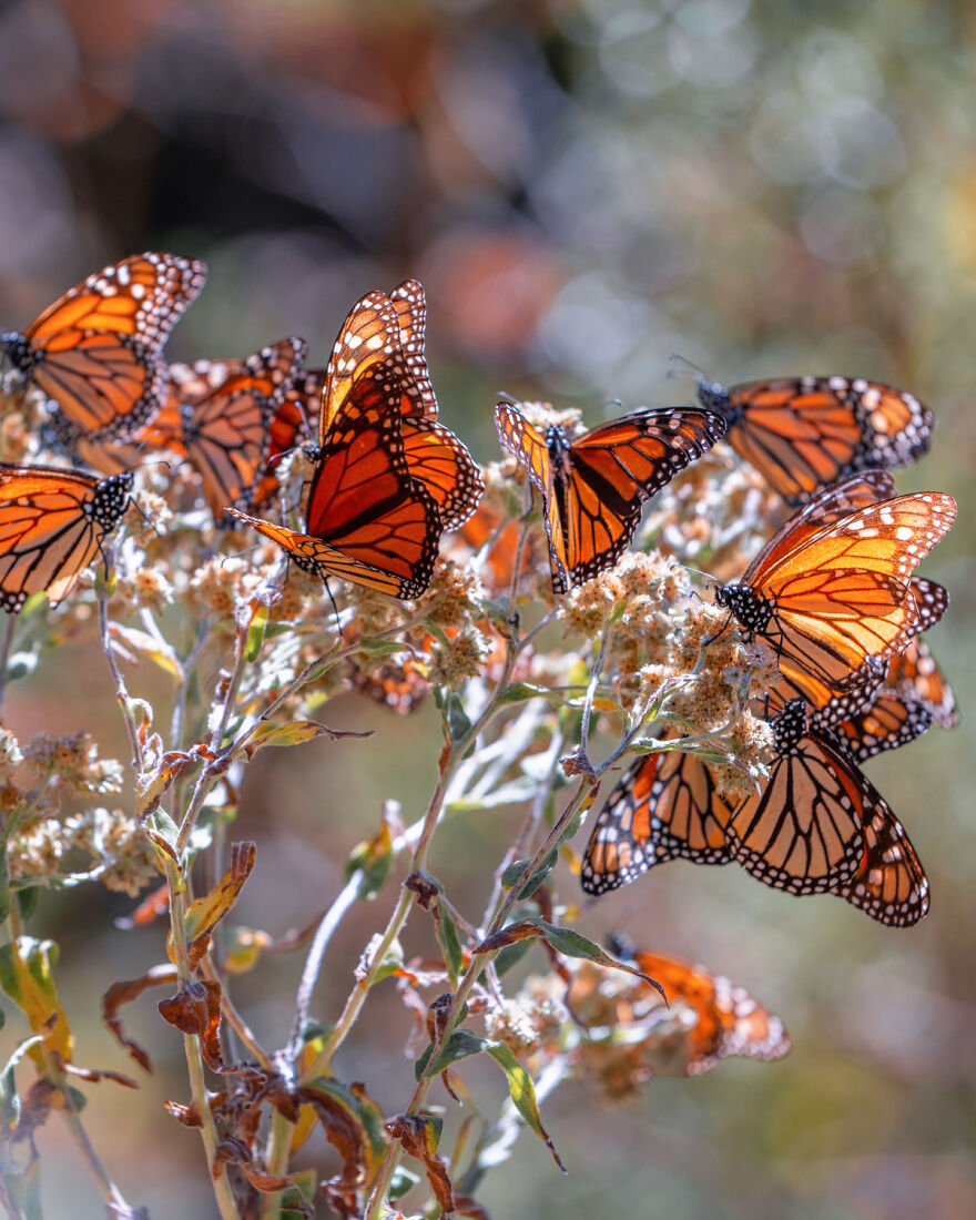 I Spent Several Days Among Hundreds Of Thousands Of Butterflies In Mexico