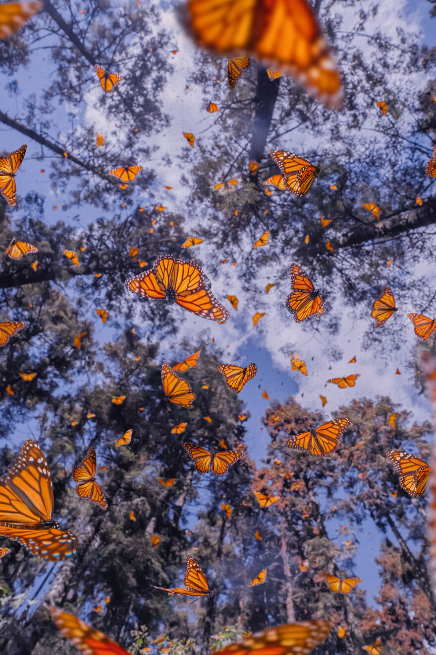 I Spent Several Days Among Hundreds Of Thousands Of Butterflies In Mexico