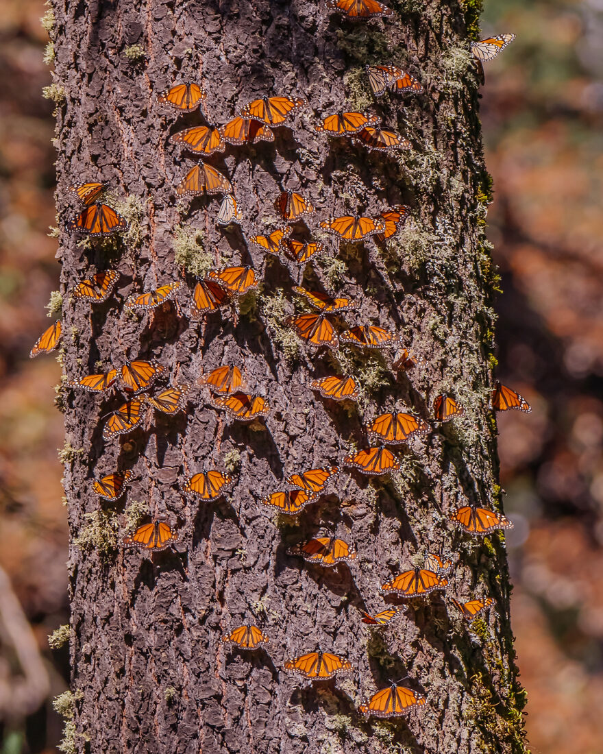 I Spent Several Days Among Hundreds Of Thousands Of Butterflies In Mexico
