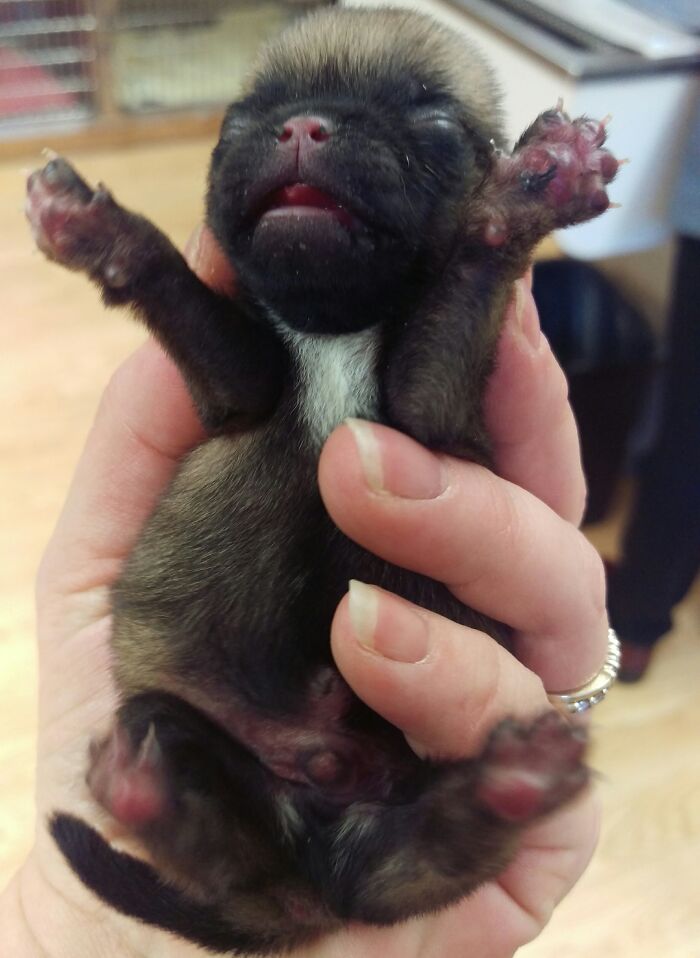 Despite What You Must Think... I'm A Real Dog!