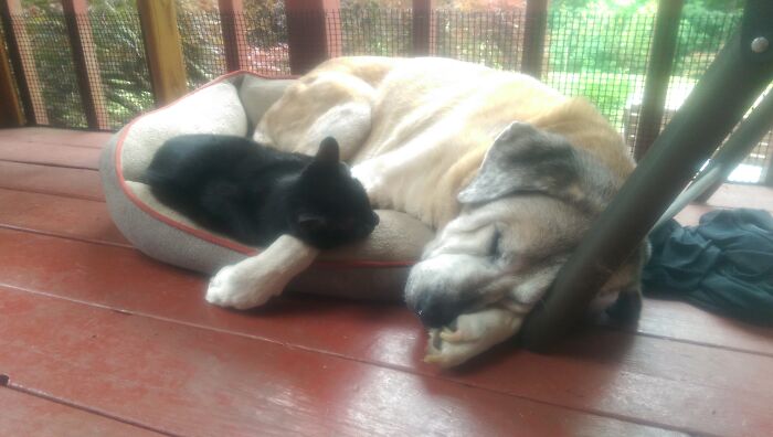 Ever Since Simi Was 3 Months Old, Rukus Used To Carry Her Around The Yard By Her Head! R.i.p. To Both 