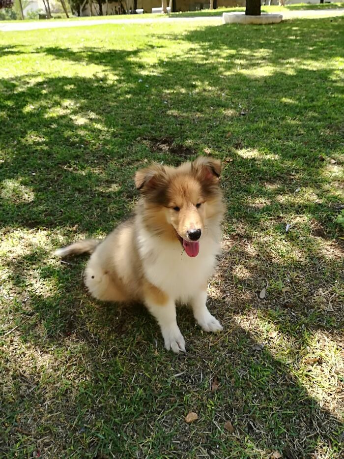 My Dog The Day I Got Her! She Was A Stinky Little Pup And Just Wanted To Run Around The New Park With These New Nice People. 4.5 Years Old Now, And Cleaner