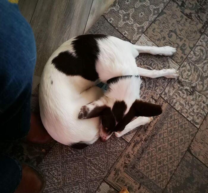 Puppy Luz Full Of Love