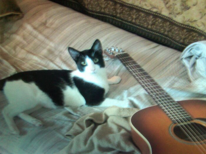 Theodore Roosevelt (Teddy) As A Baby!! (My Son Adopted Him From A Shelter And My Husband Said "You Brought Home A Kajit!!"