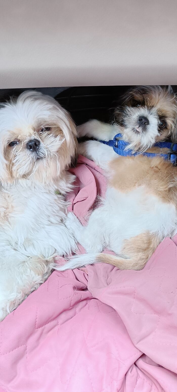 My Little Ones Neo Aged Two Years And Pluto Aged Three Months Travelling. They Are Inseparable