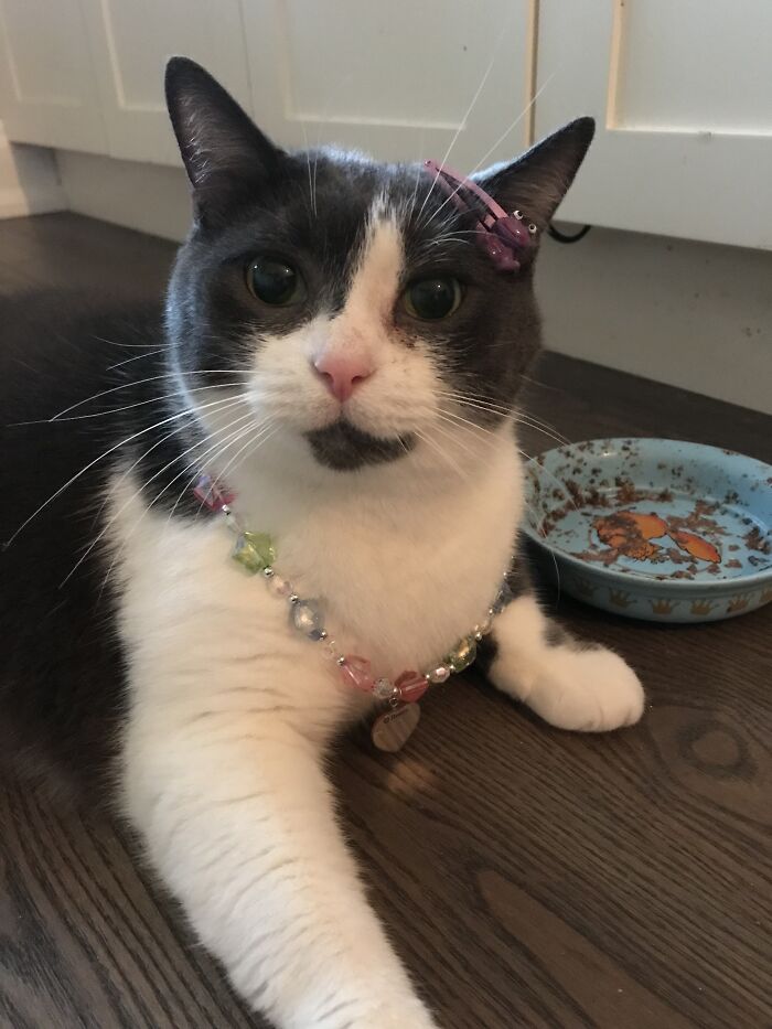 Moo Again.. I Could Not Choose. P.s Don't Mind The Food Bowl She Just Ate.