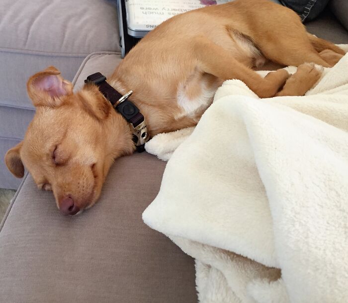 My Baby, Dash, Enjoying A Nap The Day After I Brought Him Home From The Shelter At 5 Months Old
