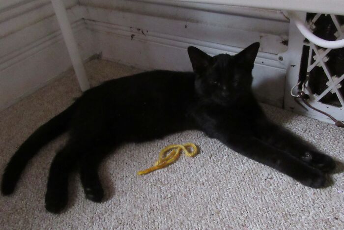 My Frankie, 4 Months Old, Recovering From Ringworm And The Only Kitten Left From His Litter. This Was His First Day, Right After He Came Home. I Love Him So Much :)