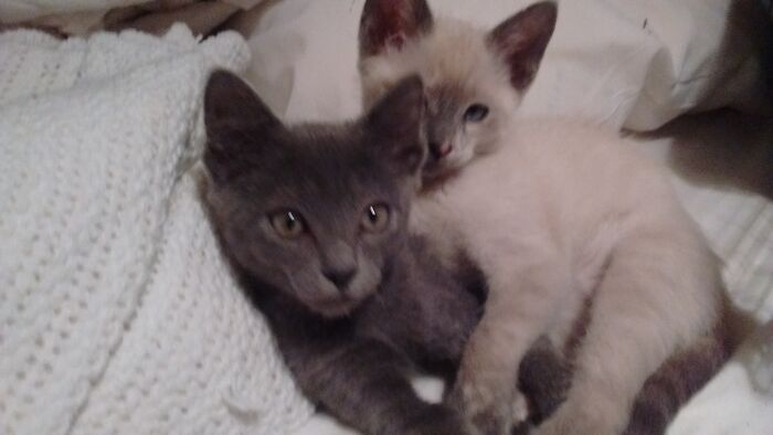 Indigo Pacifica And Tai Wildcat