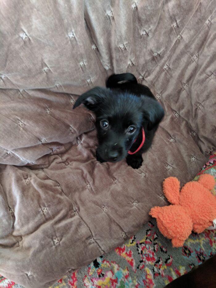 Our Little Adopted Guy, Abraham, Aka "Hammy".