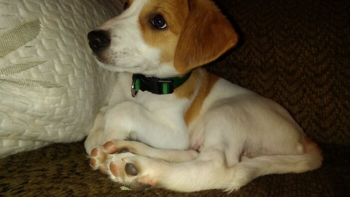 Jimmy Zoomy A Few Hours After His Adoption