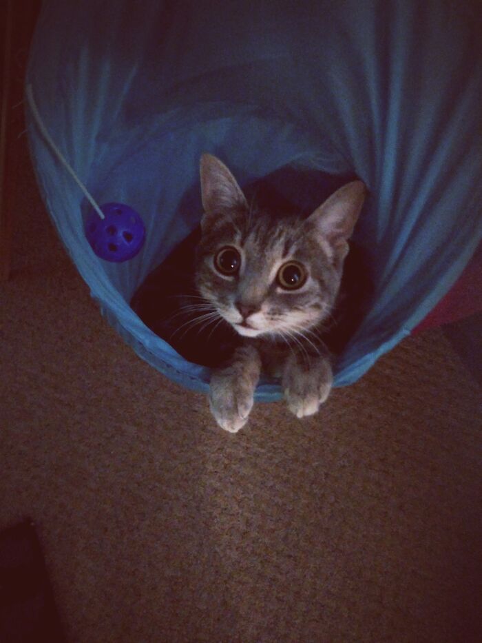 Our Little Furbaby Tootsie