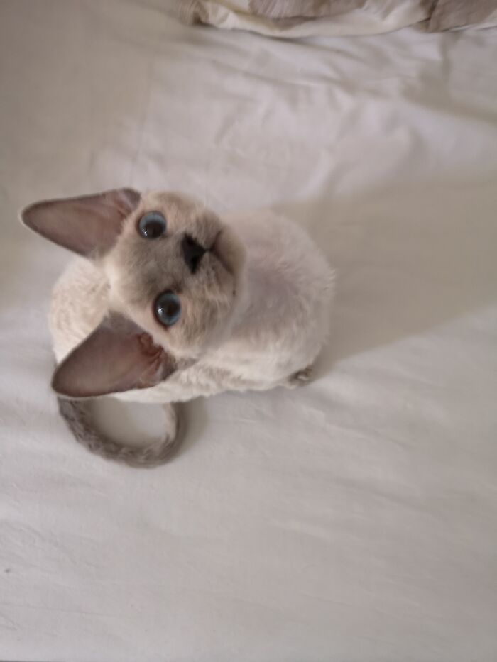 Little Teddy Before His Floofs Started Growing Wild