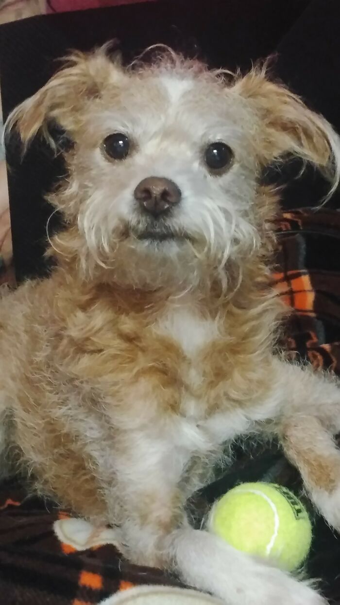 This Is Buddy. He Has Diabetes And Is Blind From Cataracts Because Of The Diabetes.