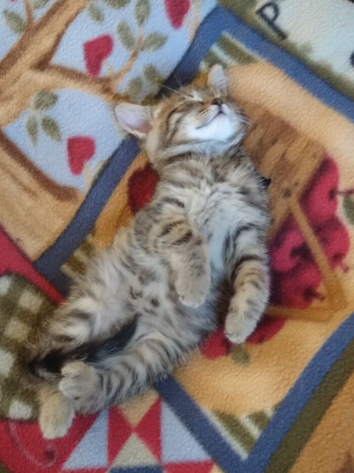 Our Little Furbaby Boy Angus