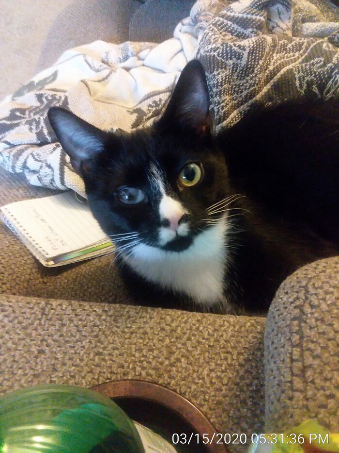 Ella With Her Beautiful Milky Eye