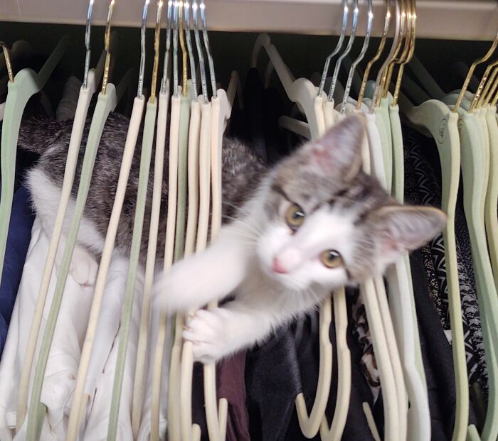 Our Dickie (Named Because He Dick's With Everything). My Little Wardrobe Assistant. He's Now Almost 2 Years Old And 16 Pounds. ❤️❤️