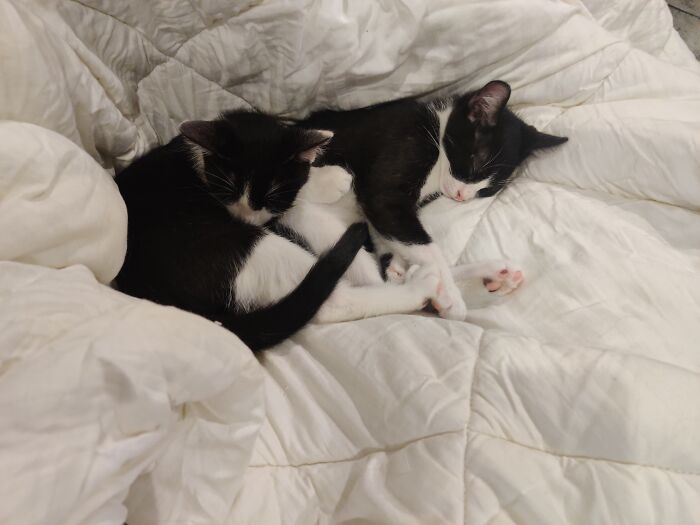 My Boys After Coming To Me Very Sick. Alot Of Tlc But So Worth It