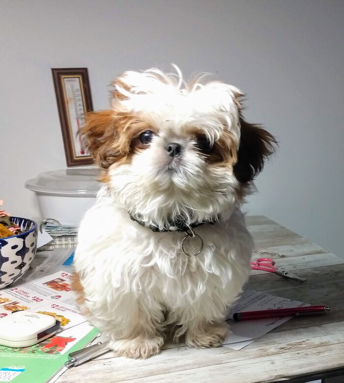 Mina- 3 Months Old And Very Fuzzy!