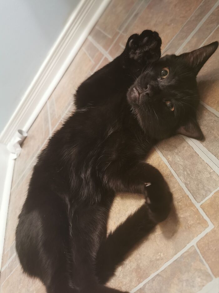 Pisces And Leo- My Greatest Gifts. Rescued From A Farm That Was Going To Euthanize Them. Love Them To Bits. Happy, Warm And Full Bellies:)