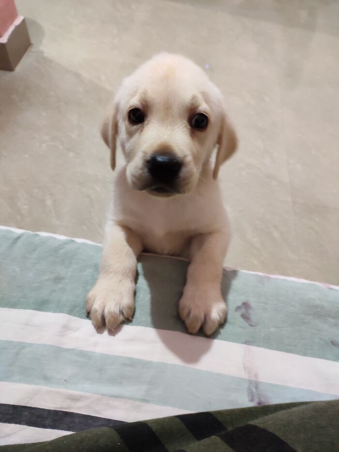 Here Is My Darling "Simba"